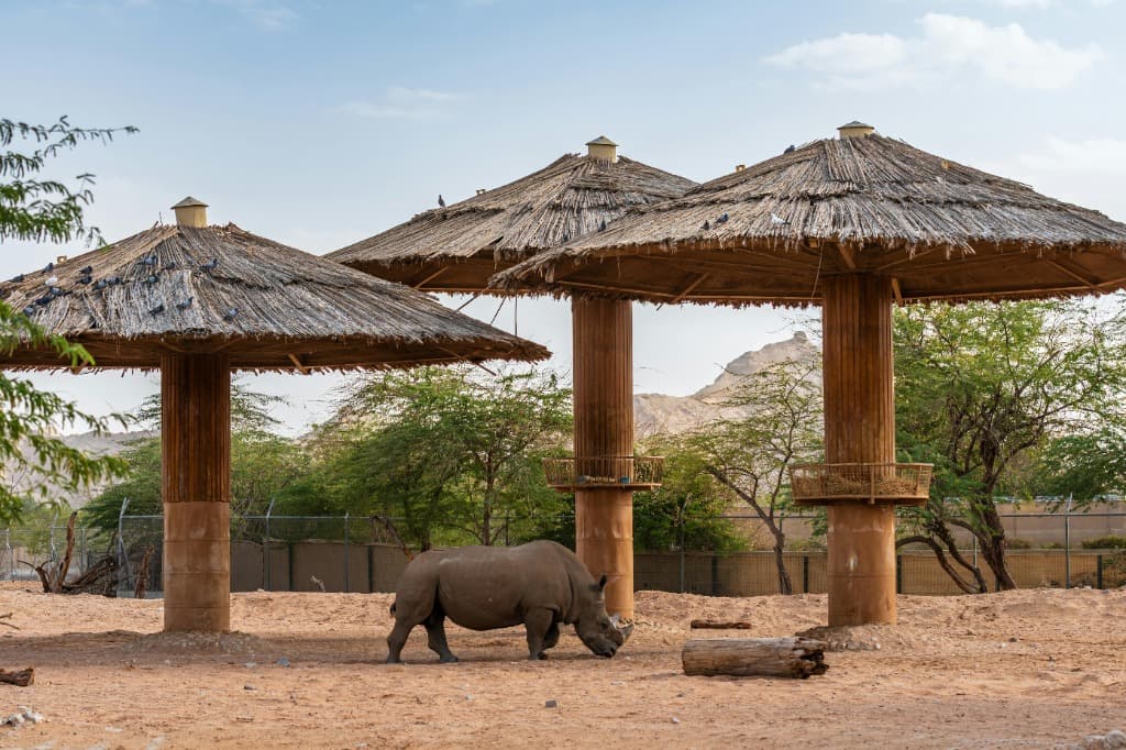 Rhinoceros beside shaded shelters at Al Ain Zoo